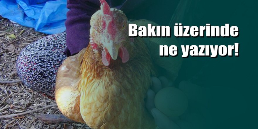 Mersin'de satılan bu yumurta bin lira