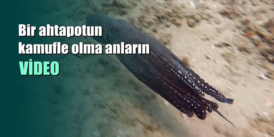 Kamufle Olan Ahtapotun Muhteşem Renk ve Şekil Değiştirme Anları