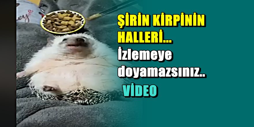 Sosyal medyayı sarsan kirpi