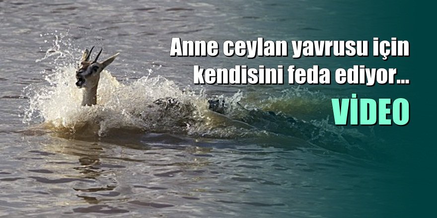 Yavrusu İçin Kendisini Timsahlara Yem Eden Ceylandan Yürek Burkan Fedakarlık