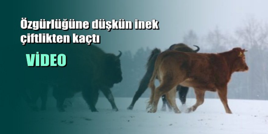 Çiftlikten Kaçarak Bizon Sürüsüne Katılan Özgürlüğüne Düşkün İnek