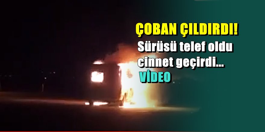 Batman'da 42 koyunu telef oldu çoban cinnet geçirdi