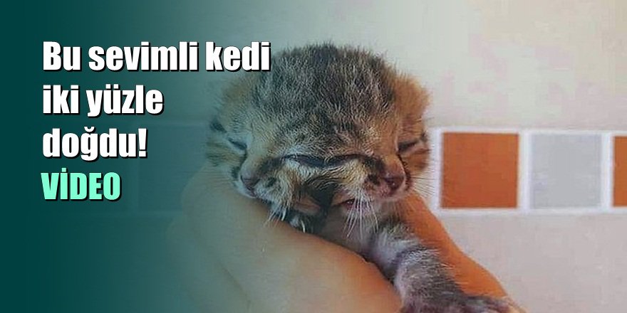 İki Tane Yüzle Doğan Sevimli Kedi Bettie Bee