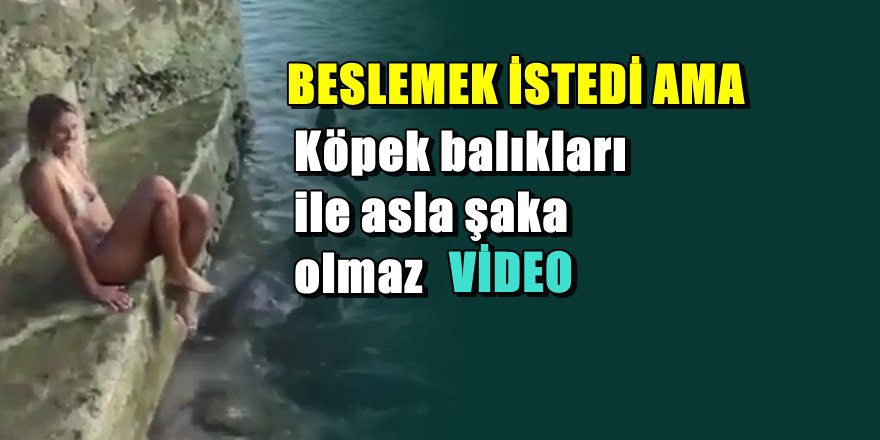 Bikinili güzel köpek balıklarını böyle besledi