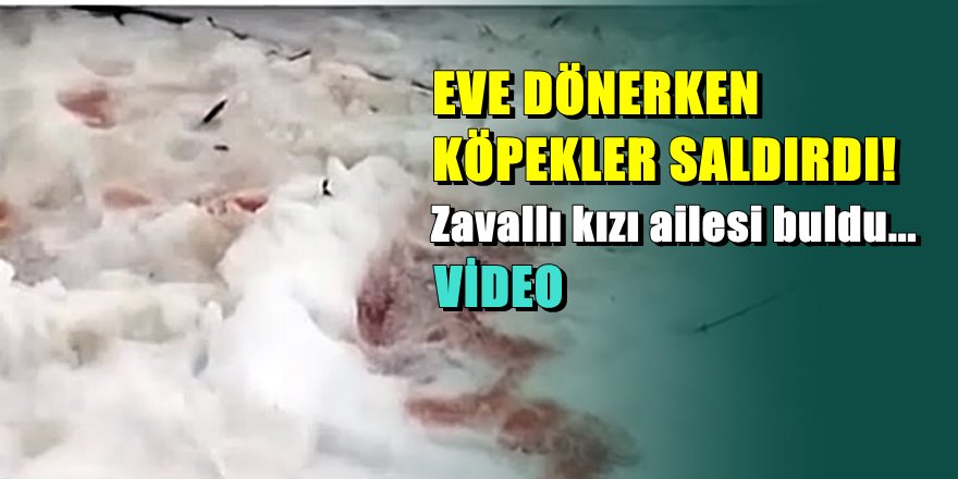Ukrayna'da başı boş köpekler genç kızı kısmen yedi