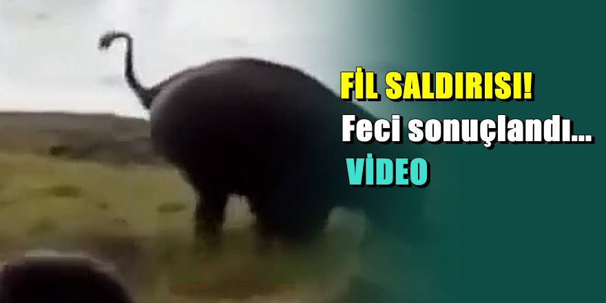 Korkunç olay; Sinirli fil adamı yerden yere vurdu