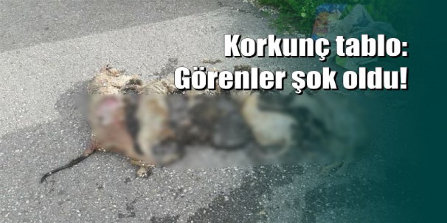 Korkunç görüntü: Antalya'da hayvan katliamı