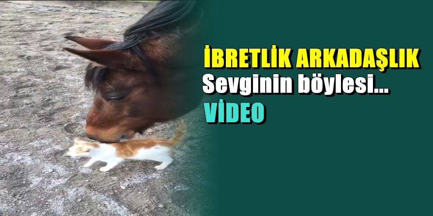 Bu arkadaşlık tıklanma rekoru kırıyor