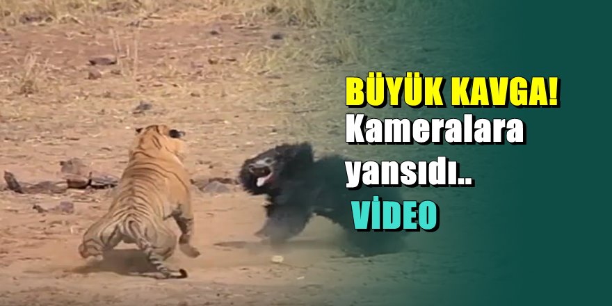 Yavrusunu koruyan annenin mücadelesi izlenme rekoru kırıyor