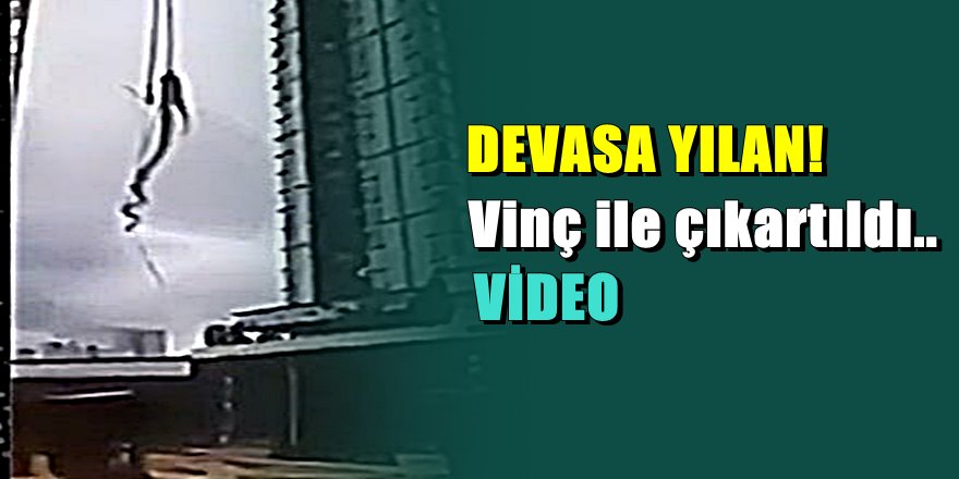 Devasa yılan izlenme rekorları kırıyor