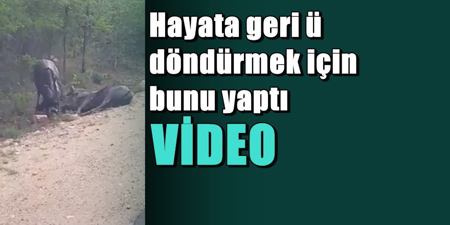 Sosyal Medya eşine yaralanan geyiğin görüntülerini konuşuyor