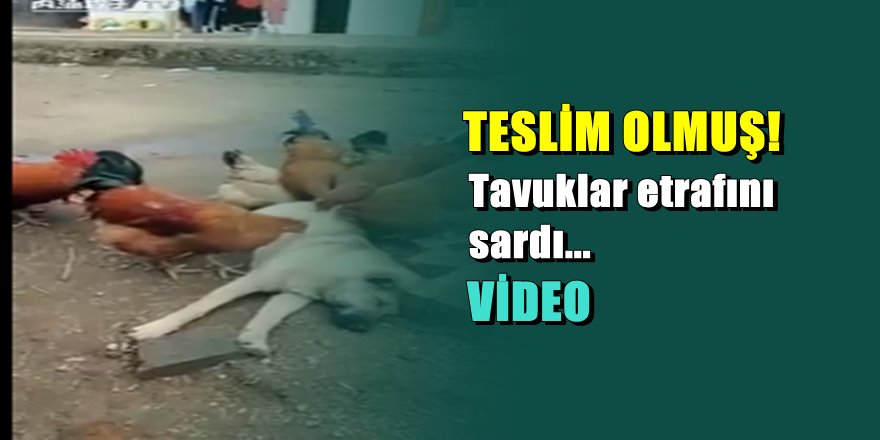 Tavuklara kendini temizleten köpek
