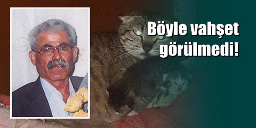 Adana'da gelinine gözdağı vermek için yavru kediyi parçaladı...