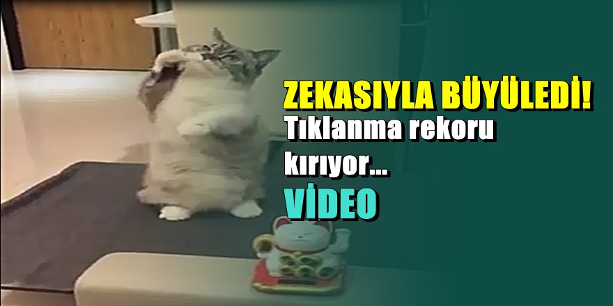 Bu kedi izlenme rekoru kırıyor