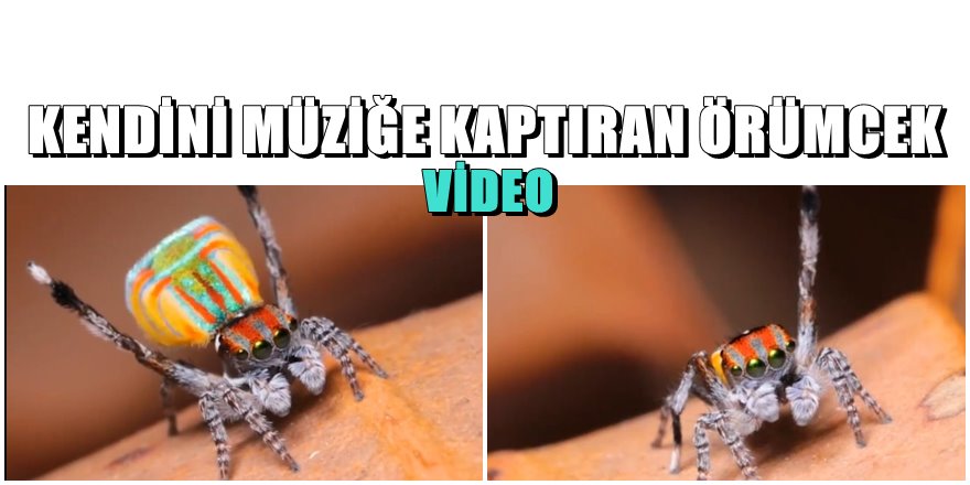 Bu örümceğin dansı tıklanma rekoru kırıyor