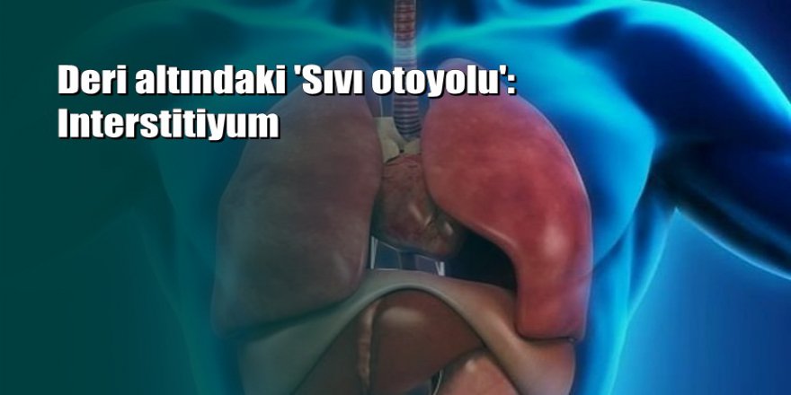 İnsan vücudunda yeni bir organ keşfedildi