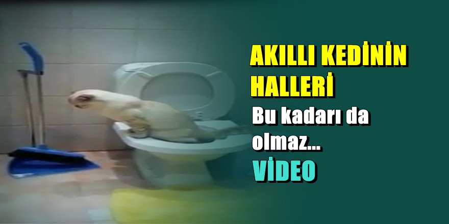 İzlenme rekoru kıran zeki kedi