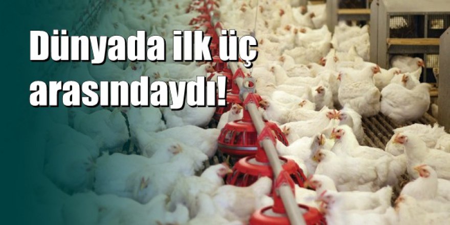 Tavuk devi iflas etti