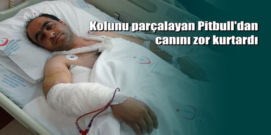 Erzurum'da elektrik sayacını okuyan görevliye pitbull saldırdı