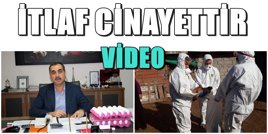 Çorum ve Afyon'da kuş gribi paniği