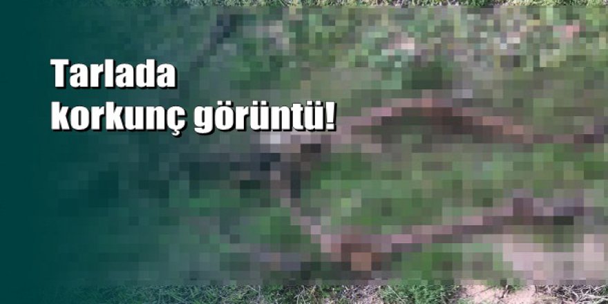 Uşak'ta tarlada yanmış insan iskeleti bulundu