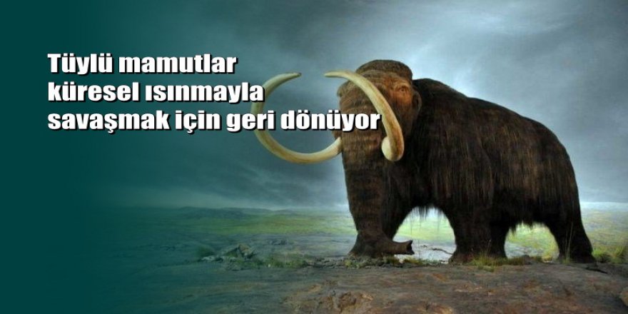 Soyları tükenen mamutlar hayata döndürülüyor