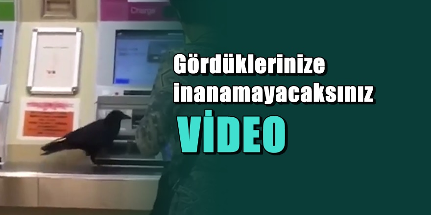 PES ETMEDİ; Akıl küpü karganın yaptıklarına inanamayacaksınız
