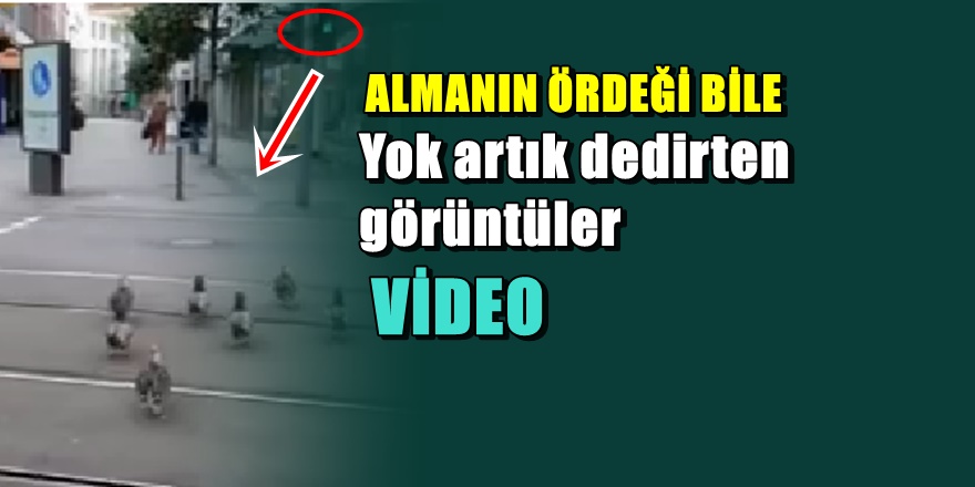 Sosyal medya bu Alman Ördeklerini konuşuyor