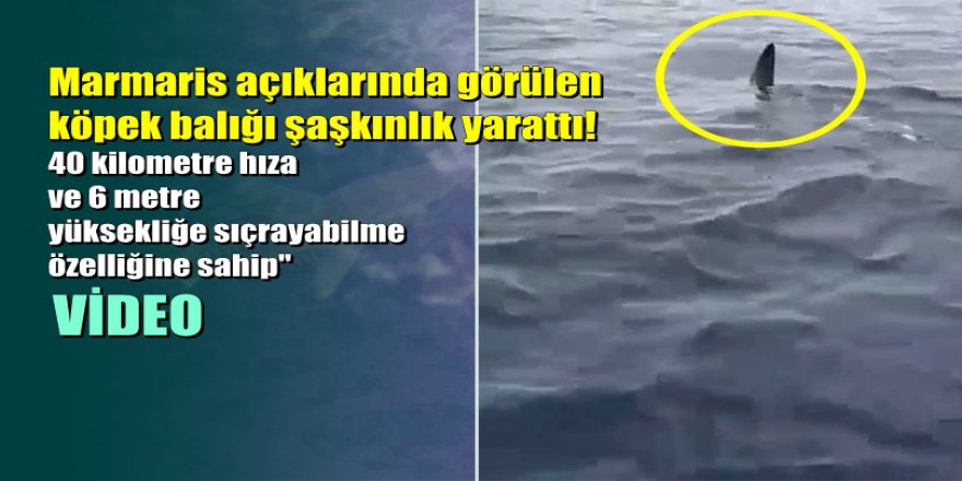 Marmaris açıklarında görülen köpek balığı şaşkınlık yarattı