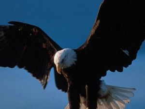 Kartal Türk Telekom Arenaya Konuyor!