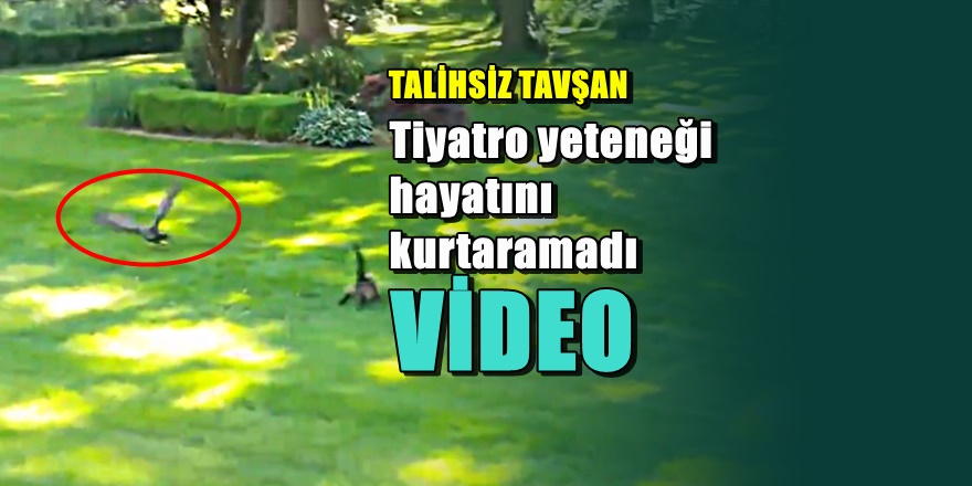 Kedi tavşan ve baykuşun inanılmaz görüntüleri