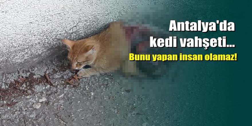 Vahşet: Antalya'da canlı canlı kedinin derisini yüzdüler
