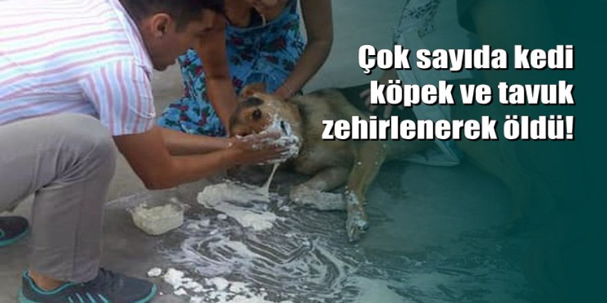 Bodrum'da hayvan katliamı