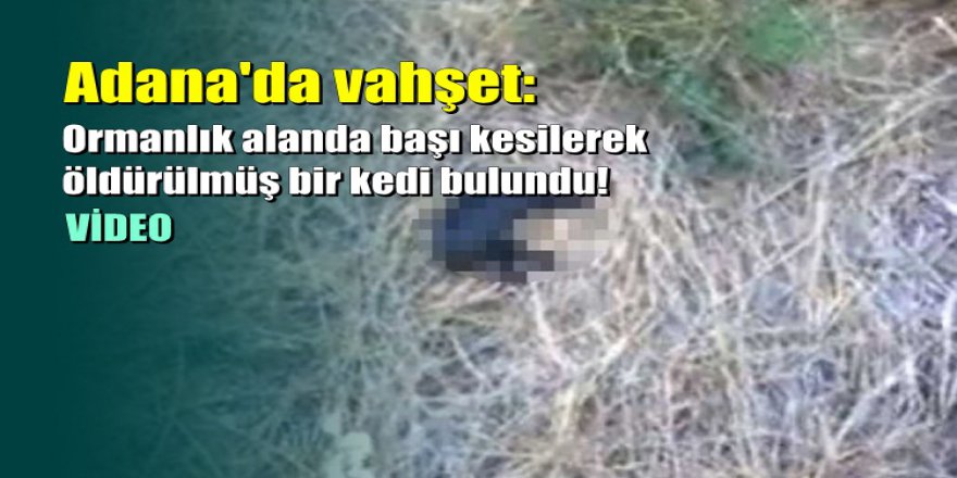 Adana'da vahşet: Ormanlık alanda başı kesilerek öldürülmüş bir kedi bulundu