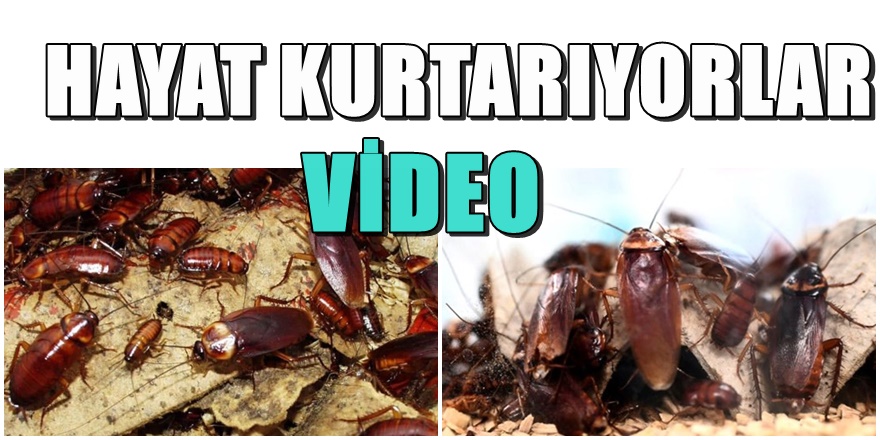 Hamam Böceği hayat kurtaran ilaç oldu