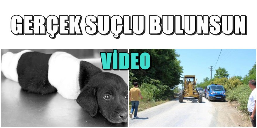 Yavru köpek vahşetinde tutuklanan operatörün eşi konuştu