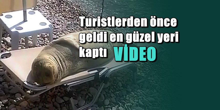 Fok balığı 5 yıldızlı otele müşteri olursa