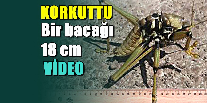 Gaziantep'te dev yaratık korkuttu