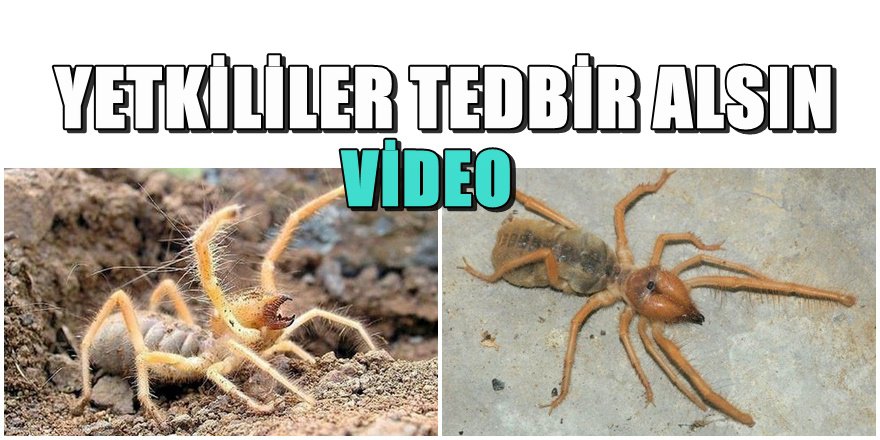 Bodrum'da et yiyen örümcek ' Sarı Kız ' paniği