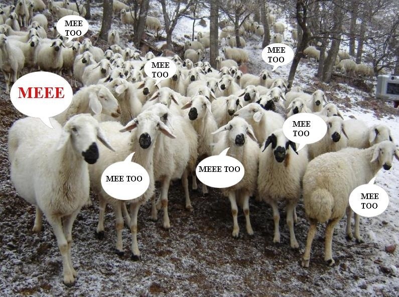 MEEE....  Seçim İşleri