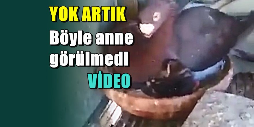 Kediyi evlat edinen güvercinin görüntüleri şok ediyor