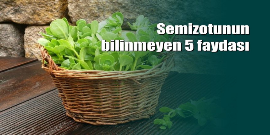 Semizotunun bilinmeyen 5 faydası