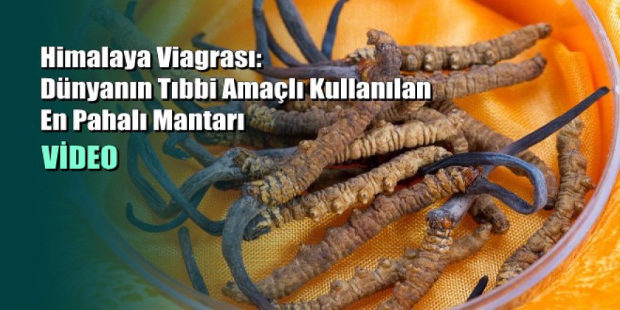 Himalaya Viagrası: Dünyanın Tıbbi Amaçlı Kullanılan En Pahalı Mantarı