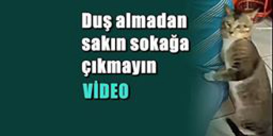 Sahibinin koltuk altını koklayan kedi sosyal medyanın yıldızı oldu