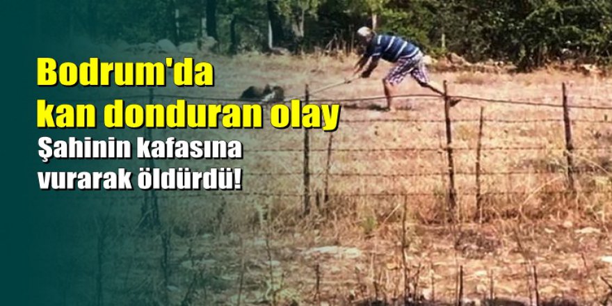 Bodrum'da vahşet: Kürekle şahinin kafasını vurarak öldürdü