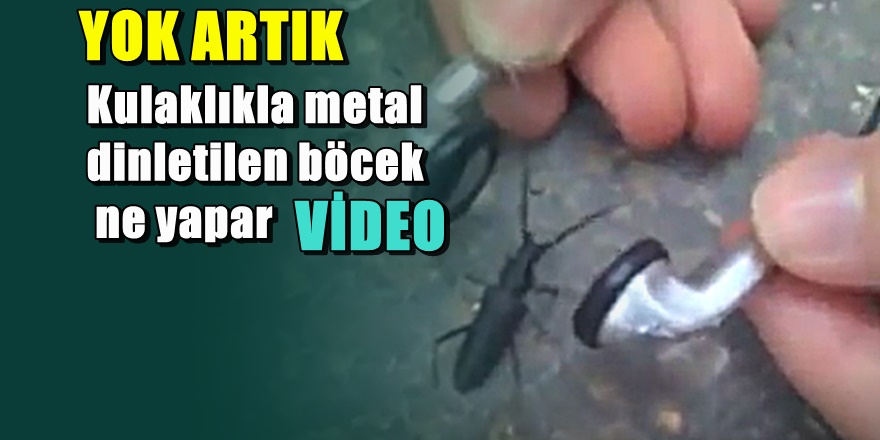 Metal müzik dinletilen böcek ne yapar