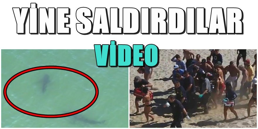 Köpek balığı sörfçüye saldırdı