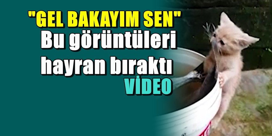 Kendinden büyük balığı götürmeye çalışan yavru kedi
