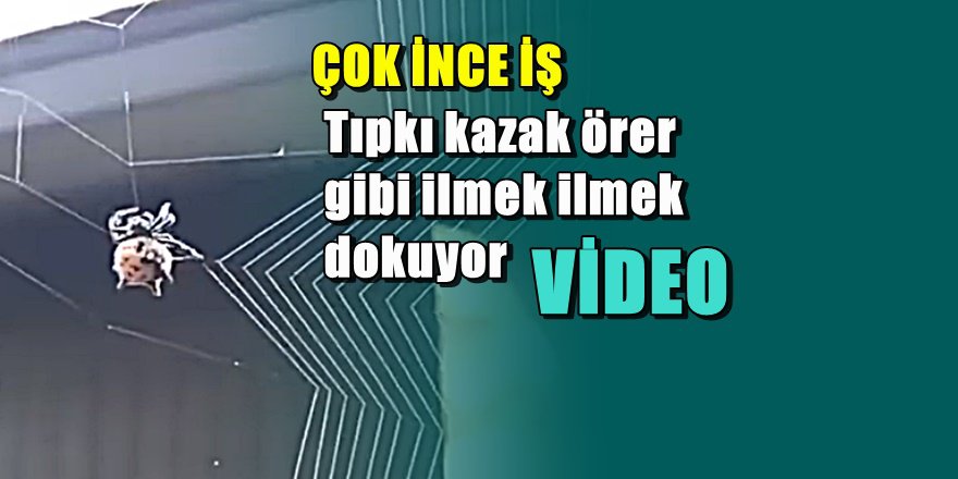 Örümcek ağını nasıl yapıyor
