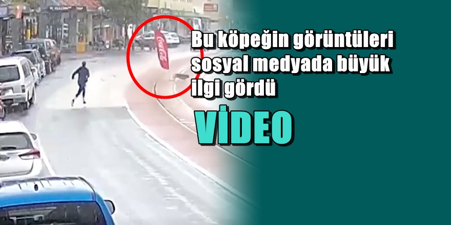 Bağlandığı yerden firar eden köpeğin komik görüntüleri
